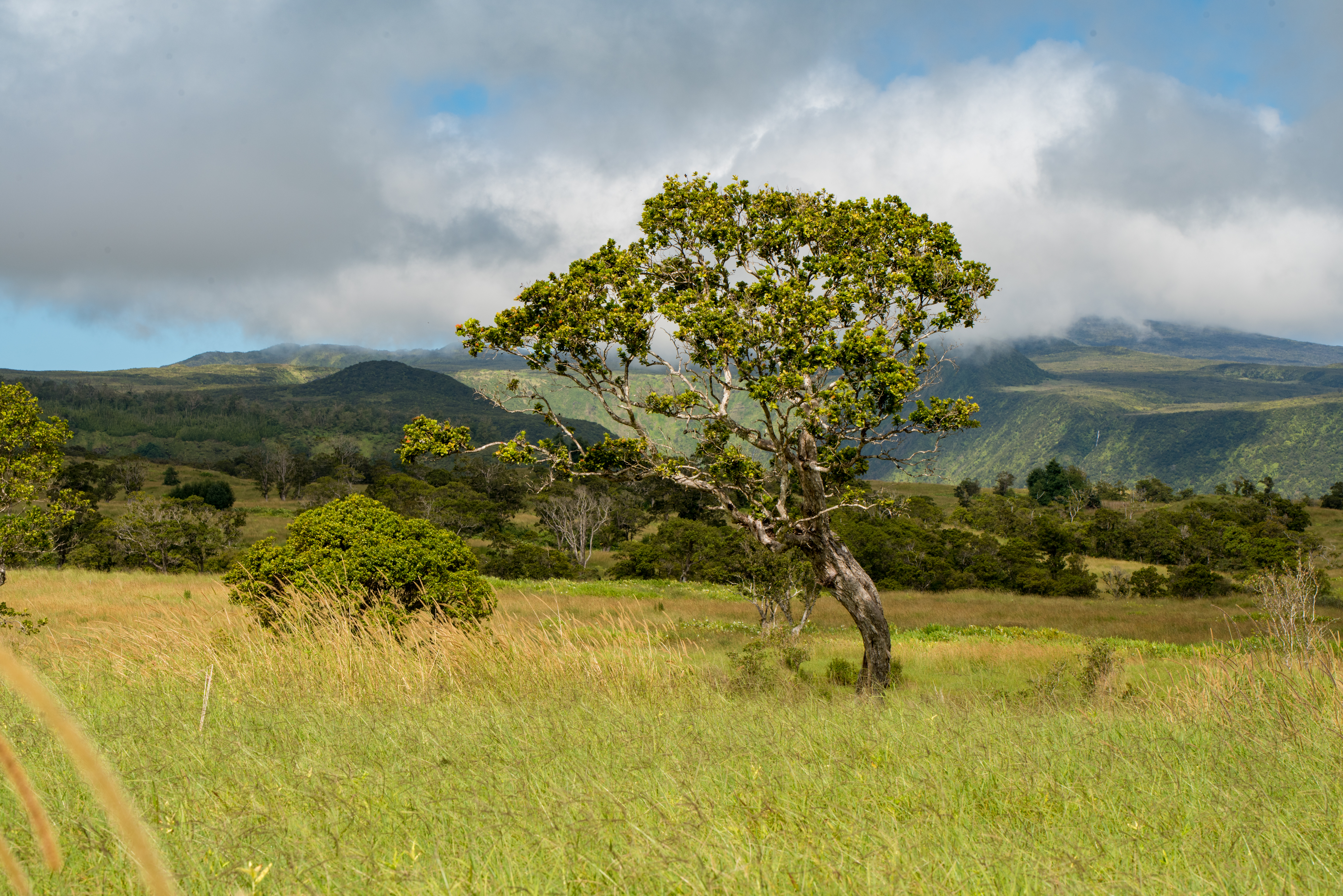 The Unfortunate Truth About Living in a Melting Pot: Hawaii and Racism